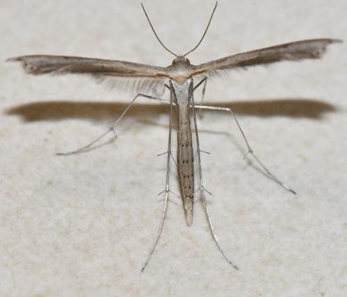 Réf. 313 766 : Stenoptilia sp.
